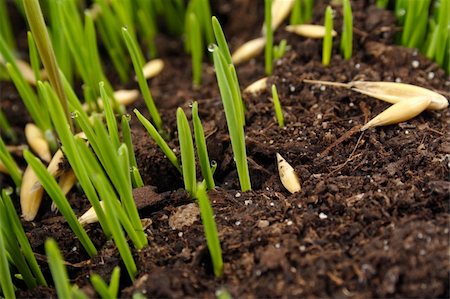 seed growing in soil - growing plants, close relations young grass Stock Photo - Budget Royalty-Free & Subscription, Code: 400-04303484