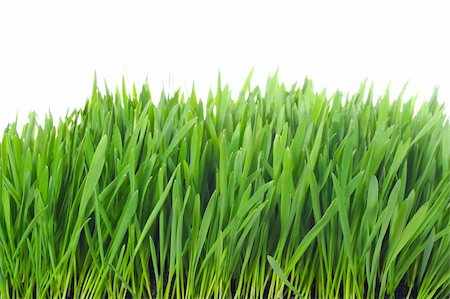 simsearch:400-05362449,k - grass isolated photo on the white background Stock Photo - Budget Royalty-Free & Subscription, Code: 400-04303487