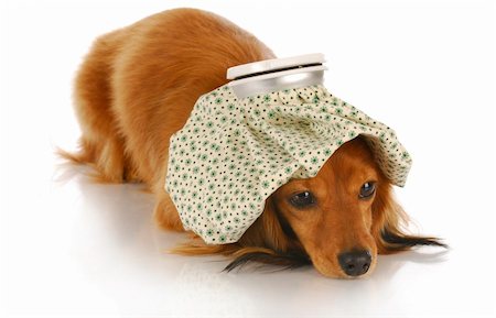 sick dog - dachshund with hot water bottle on head with reflection on white background Stock Photo - Budget Royalty-Free & Subscription, Code: 400-04303648