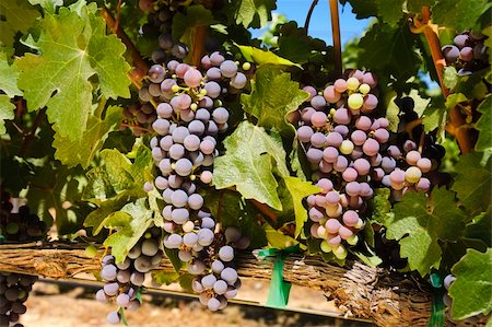 simsearch:846-03166143,k - grapes on the vine in a vineyard in Napa Valley, California Stock Photo - Budget Royalty-Free & Subscription, Code: 400-04303685