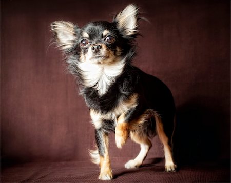 simsearch:400-04875272,k - Long-hair Chihuahua dog close up on dark brown background Stock Photo - Budget Royalty-Free & Subscription, Code: 400-04314048