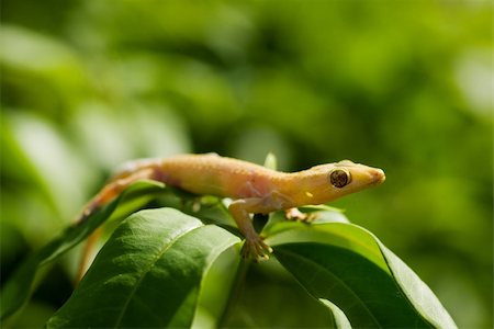 simsearch:400-05181065,k - Yellow lizard sitting on green leaf sunny day outdoors Stock Photo - Budget Royalty-Free & Subscription, Code: 400-04314409