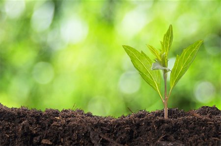 seed growing in soil - young plant showing ecology growth or nature concept with copyspace Stock Photo - Budget Royalty-Free & Subscription, Code: 400-04314419