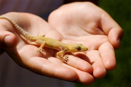 simsearch:400-05181065,k - Child holding yellow lizard in his hands over sunlight Stock Photo - Budget Royalty-Free & Subscription, Code: 400-04314410