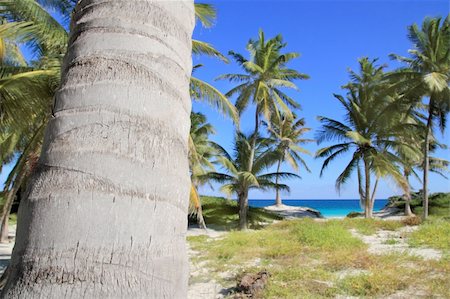 simsearch:400-04062726,k - coconut palm trees in Caribbean tropical beach Foto de stock - Super Valor sin royalties y Suscripción, Código: 400-04315019