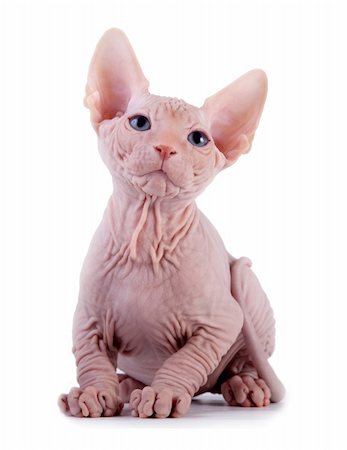 egyptian sphynx cat - The Canadian sphynx on a white background Stock Photo - Budget Royalty-Free & Subscription, Code: 400-04315067