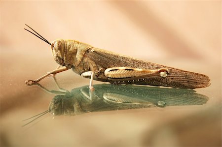 Grasshopper on the glass. Stock Photo - Budget Royalty-Free & Subscription, Code: 400-04315126