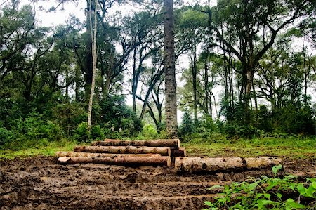 fuel conservation - Brazilian pine trunks (Araucaria angustifolia - Araucariaceae) in mud on a rainy day. Stock Photo - Budget Royalty-Free & Subscription, Code: 400-04315276