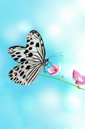 Rice Paper Butterfly on pink flower, sky background Stock Photo - Budget Royalty-Free & Subscription, Code: 400-04315303