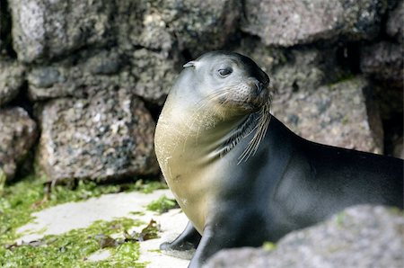 simsearch:400-04533218,k - Sea lions photographed at the galapagos islands Stock Photo - Budget Royalty-Free & Subscription, Code: 400-04315761