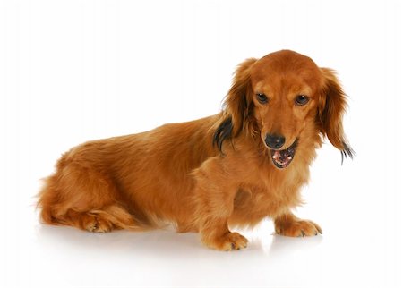 simsearch:400-06392340,k - dog barking - miniature dachshund with mouth open barking with reflection on white background Stock Photo - Budget Royalty-Free & Subscription, Code: 400-04316687