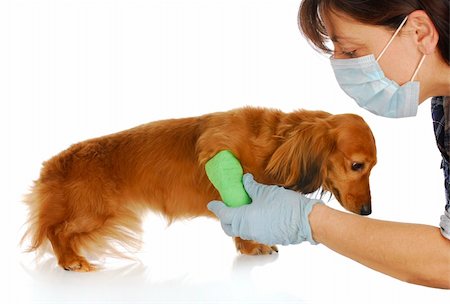 simsearch:400-04181579,k - veterinary care - miniature dachshund being examined by veterinarian on white background Stock Photo - Budget Royalty-Free & Subscription, Code: 400-04316689