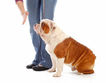 red sign for trains - obedience training dog - hand of person giving the stay command to english bulldog on white background Stock Photo - Budget Royalty-Free & Subscription, Code: 400-04316724