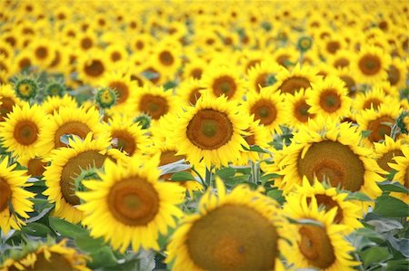 simsearch:841-07523710,k - Horizontal photo of a sunflower field Photographie de stock - Aubaine LD & Abonnement, Code: 400-04316789