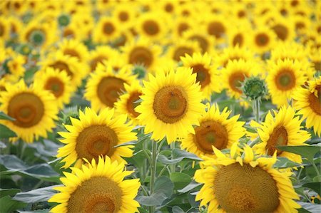 simsearch:841-07523710,k - Horizontal photo of a sunflower field Photographie de stock - Aubaine LD & Abonnement, Code: 400-04316790