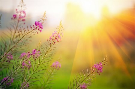 flower tree sunrise - Landscape with Fireweed at sunny summer evening Stock Photo - Budget Royalty-Free & Subscription, Code: 400-04316935