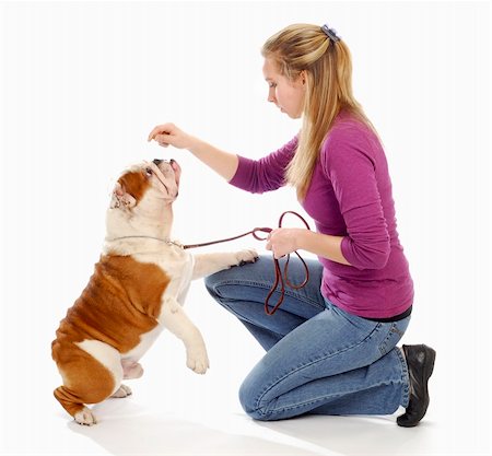 english bulldog being taught by owner to sit pretty on white background Stock Photo - Budget Royalty-Free & Subscription, Code: 400-04317215