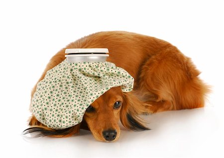 dachshund with hot water bottle on head with reflection on white background Stock Photo - Budget Royalty-Free & Subscription, Code: 400-04317216