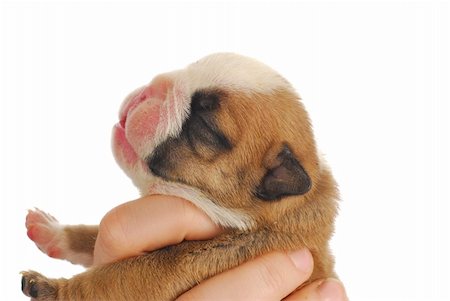 newborn puppy - one week old english bulldog puppy Stock Photo - Budget Royalty-Free & Subscription, Code: 400-04317244