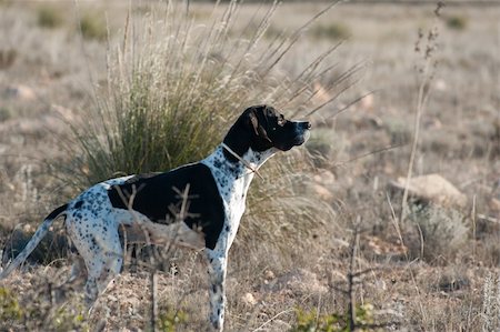 Pointer hunting dog in alert position Stock Photo - Budget Royalty-Free & Subscription, Code: 400-04317278