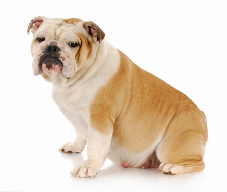 simsearch:400-06107809,k - english bulldog female sitting with reflection on white background Stock Photo - Budget Royalty-Free & Subscription, Code: 400-04317349