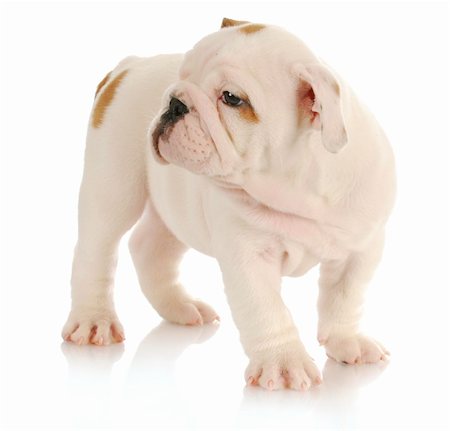 english bulldog puppy standing on white background - eight weeks old Stock Photo - Budget Royalty-Free & Subscription, Code: 400-04317409