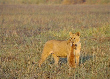 simsearch:400-04836462,k - A lioness with new-born antelope prey. The lioness goes on savanna and bears the killed kid of an antelope. A yellow grass. The morning sun. Foto de stock - Super Valor sin royalties y Suscripción, Código: 400-04317518