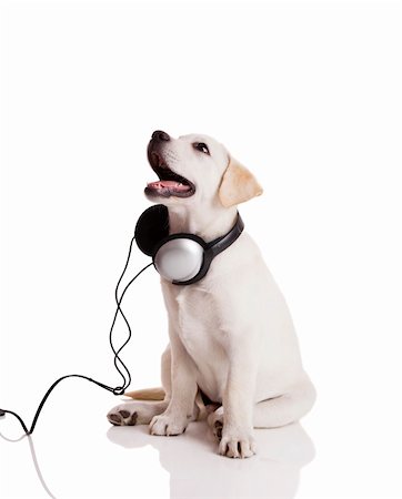 simsearch:400-04875272,k - Beautiful labrador retriever with headphones, isolated on white Stock Photo - Budget Royalty-Free & Subscription, Code: 400-04317578