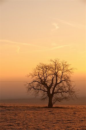 Lonely tree on the field in the mist at sunrise Stock Photo - Budget Royalty-Free & Subscription, Code: 400-04317724