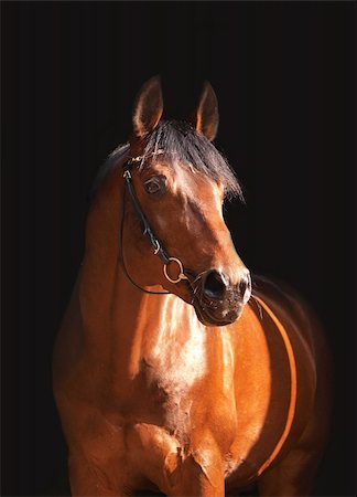 portrait of bay horse isolated. outdoor sunny day Stock Photo - Budget Royalty-Free & Subscription, Code: 400-04317965