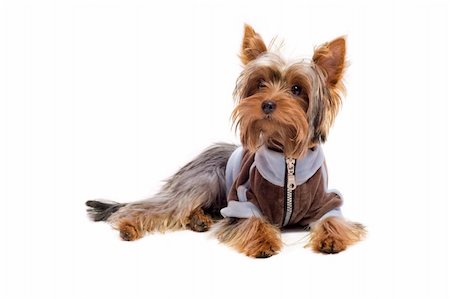 simsearch:400-04185637,k - yorkshire terrier lying on floor wearing jacket isolated on white Stock Photo - Budget Royalty-Free & Subscription, Code: 400-04318223