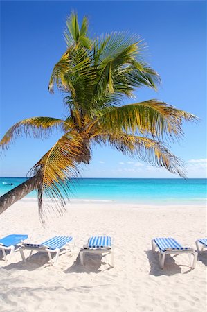 simsearch:400-04062726,k - Caribbean coconut palm trees in beautiful  tuquoise sea Foto de stock - Super Valor sin royalties y Suscripción, Código: 400-04319324