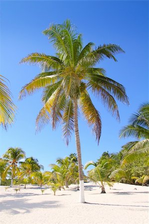 simsearch:400-04329339,k - coconut palm trees with white sand in  tropical paradise Stock Photo - Budget Royalty-Free & Subscription, Code: 400-04319325