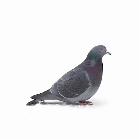 simsearch:400-04604339,k - One grey pigeon isolated on white background Stock Photo - Budget Royalty-Free & Subscription, Code: 400-04310499