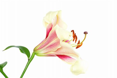 funeral flowers - Red lily isolated on a white Stock Photo - Budget Royalty-Free & Subscription, Code: 400-04311134