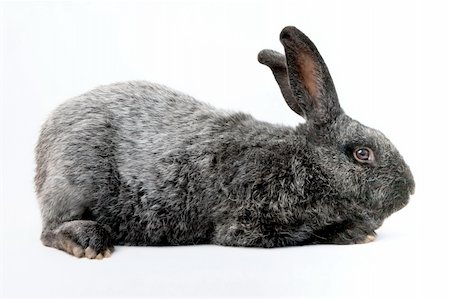 Gray pet rabbit sitting on white background Stock Photo - Budget Royalty-Free & Subscription, Code: 400-04312233
