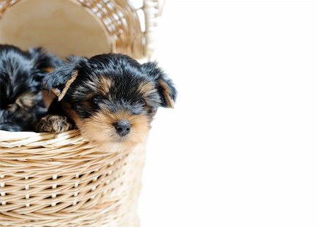 simsearch:400-04312760,k - Cute pretty Yorkshire terrier puppy dog sitting in a box. isolated white background . copyspace Stock Photo - Budget Royalty-Free & Subscription, Code: 400-04312760