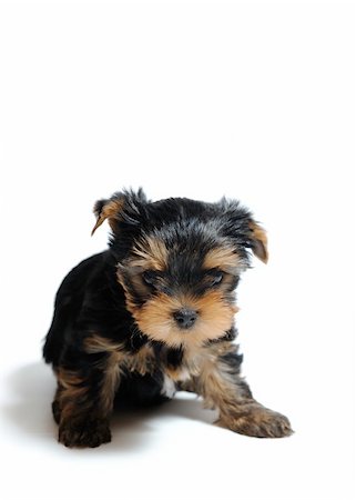 simsearch:400-04312760,k - Cute pretty Yorkshire terrier puppy dog sitting. isolated on white background Stock Photo - Budget Royalty-Free & Subscription, Code: 400-04312761