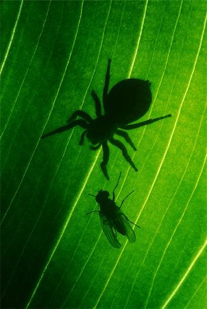simsearch:400-04698964,k - spider and fly face to face on the leaf Photographie de stock - Aubaine LD & Abonnement, Code: 400-04324206