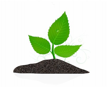simsearch:400-04619587,k - Young plant on the white backgrounds. Vector illustration Stock Photo - Budget Royalty-Free & Subscription, Code: 400-04325304