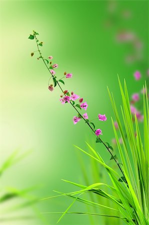 pink floral and fresh grass Foto de stock - Super Valor sin royalties y Suscripción, Código: 400-04325314
