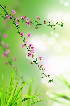 pink floral and fresh grass with light reflect in morning Foto de stock - Super Valor sin royalties y Suscripción, Código: 400-04325313