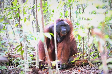 The adult male of the Orangutan. Portrait of the adult male of the orangutan in the wild nature. Island Borneo. Indonesia. Stock Photo - Budget Royalty-Free & Subscription, Code: 400-04325881