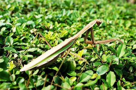 simsearch:400-04698964,k - A closeup view of mantis on the leaves Photographie de stock - Aubaine LD & Abonnement, Code: 400-04325931