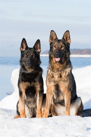 simsearch:400-05200802,k - two german sheepdogs sitting on the snow Stock Photo - Budget Royalty-Free & Subscription, Code: 400-04326890