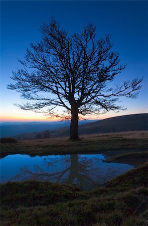 Lonely autumn naked tree on night mountain hill top in last sunset light (and its reflection in a puddle) Stock Photo - Budget Royalty-Free & Subscription, Code: 400-04327389