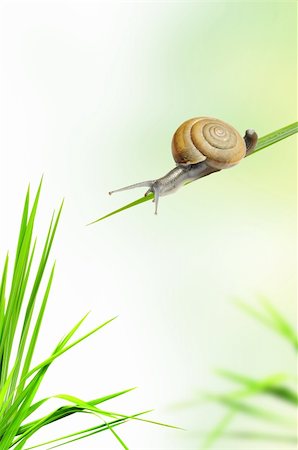 slime - snail on the fresh grass Stock Photo - Budget Royalty-Free & Subscription, Code: 400-04327938