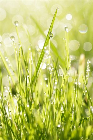 simsearch:400-05362449,k - close-up of grass with dewdros, very shallow focus............ Stock Photo - Budget Royalty-Free & Subscription, Code: 400-04328400