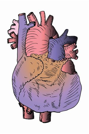 Heart Medical Illustration Stock Photo - Budget Royalty-Free & Subscription, Code: 400-04320325