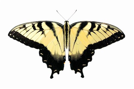 Beautiful Western Tiger Swallowtail butterfly isolated on white Stock Photo - Budget Royalty-Free & Subscription, Code: 400-04320367